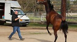 Lotto alto e strategie di contrade e fantini, il clima si riscalda