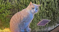 La nuova vita del gatto Romeo, dall&rsquo;abbandono ad amico dei dipendenti del museo