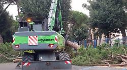 Taglio dei pini, due esposti per piazza d&rsquo;Armi e parco Ochino: &ldquo;Gestione sbagliata&rdquo;