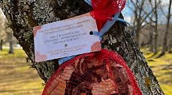 Amiata, un insetto come arma contro l&rsquo;invasione del parassita dei castagneti