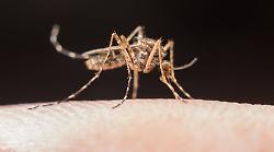 Caso di West Nile a Chianciano Terme, il Comune: "Probabile ma non confermato"