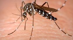 Un caso di dengue in provincia di Siena: una persona è ricoverata in ospedale. Si attiva l'Asl, la situazione