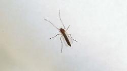 Zanzare e casi West Nile e Dengue: tutti i  consigli utili per difendersi e prevenirne la diffusione

