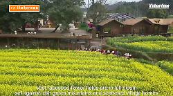 Cina, enormi distese di fiori attraggono i turisti nella provincia dell'Hunan