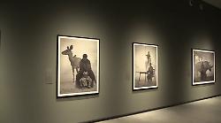 Torino, mostra "Nick Brandt" alle Gallerie d'Italia di Intesa Sanpaolo