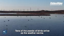 Cina, uccelli migratori tornano nella zona umida di Kangba Noel