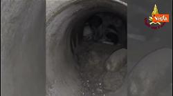 Cagnolina e i suoi due cuccioli bloccati in una tubatura, salvati dai Vigili del fuoco di Cosenza