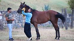 Visite per l'albo del protocollo equino