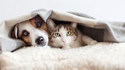 Animali di compagnia