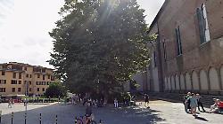 Tiglio di San Domenico