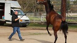 Lotto alto e strategie di contrade e fantini, il clima si riscalda