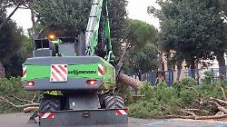 Taglio dei pini in piazza Amendola
