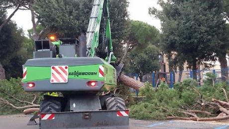 Taglio dei pini in piazza Amendola
