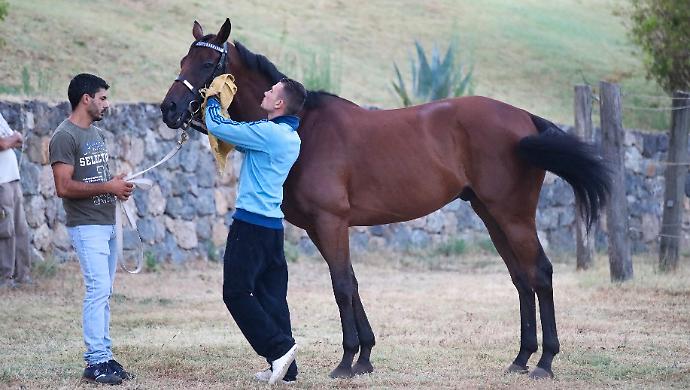 Visite per l'albo del protocollo equino
