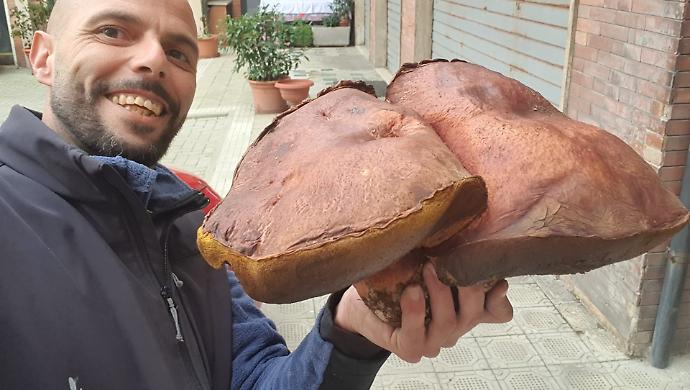 fungo ad Abbadia San Salvatore