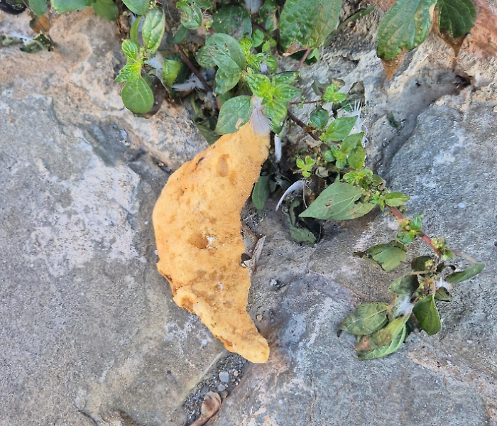 Spugne fritte in Pian dei Mantelini: torna l'allarme