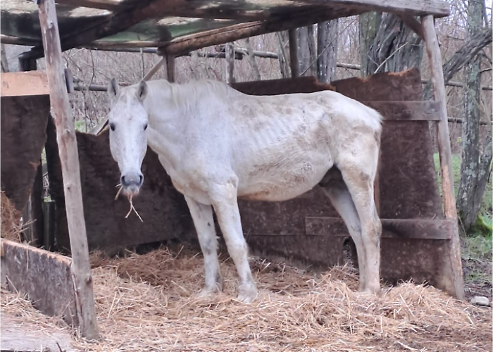 gandalf cavallo bianco