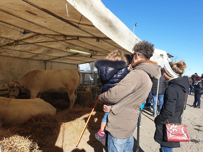 fiera di Sant'Antonio a Torrita di Siena