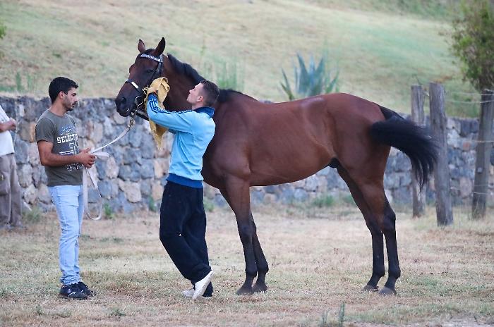 Visite per l'albo del protocollo equino