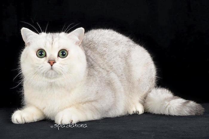 gatto - mostra felina