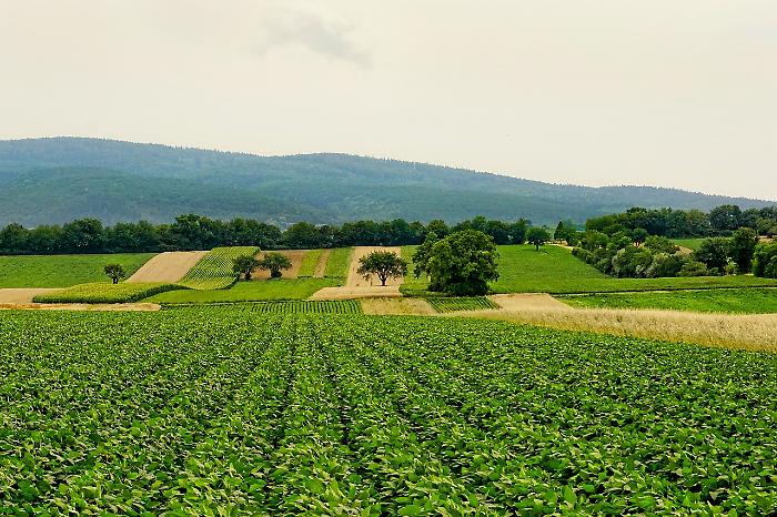 Agroalimentare