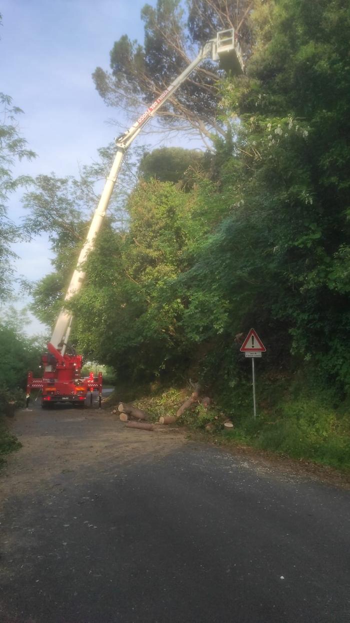 albero pericolante in Strada degli Agostoli
