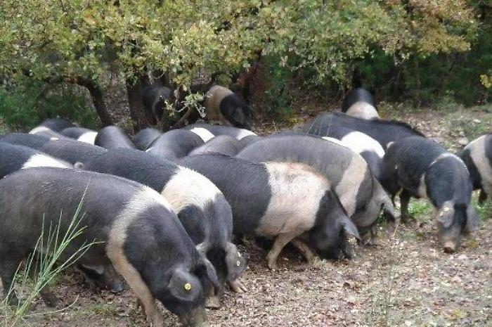 maiale di cinta senese