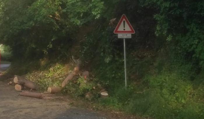 strada degli agostoli tronchi tagliati