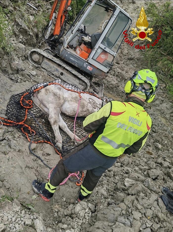 mucca salvata dai vigili del fuoco