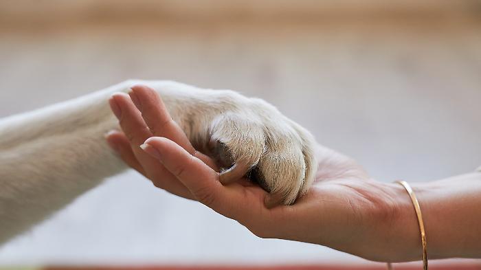 Video Lapis - Una legge per fido. Giusto, ma l'uomo resti uomo