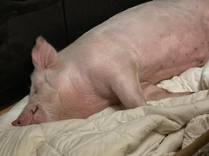 Perch&eacute; ti presento un maiale in prima pagina