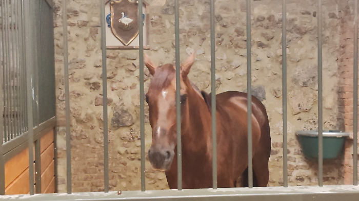 Diodoro
