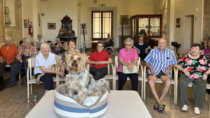 Asp pet therapy
