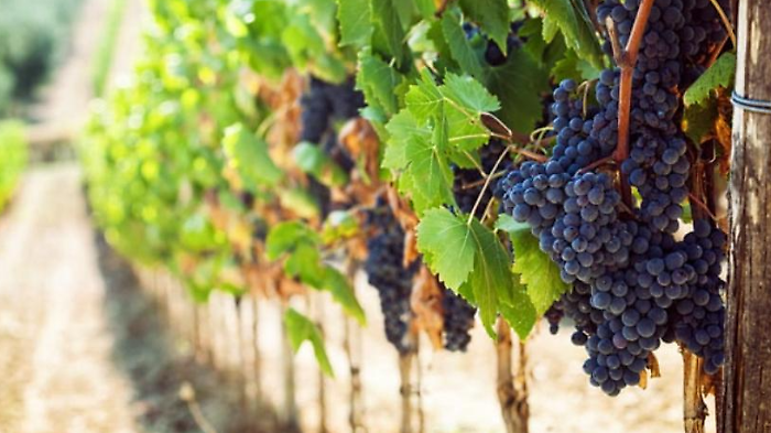 Vino e dazi Usa