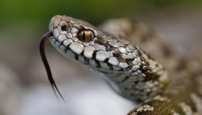 Morso vipera