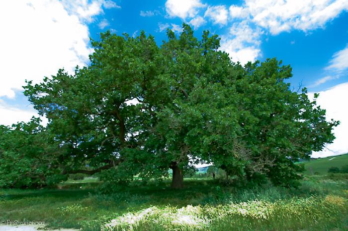 quercia delle checche