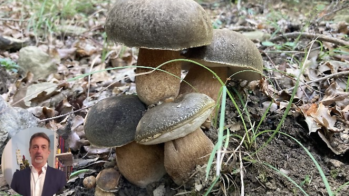 Funghi Asl