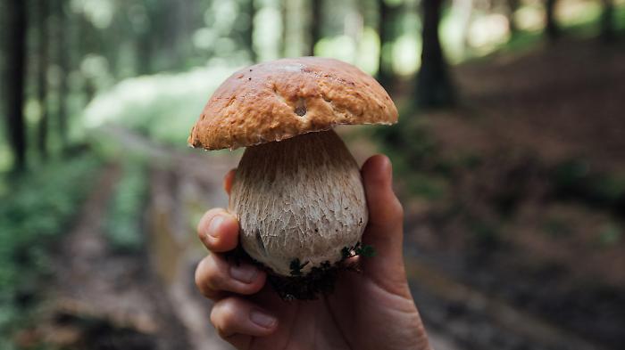 Funghi in Umbria: ecco tutto quello che devi sapere 
