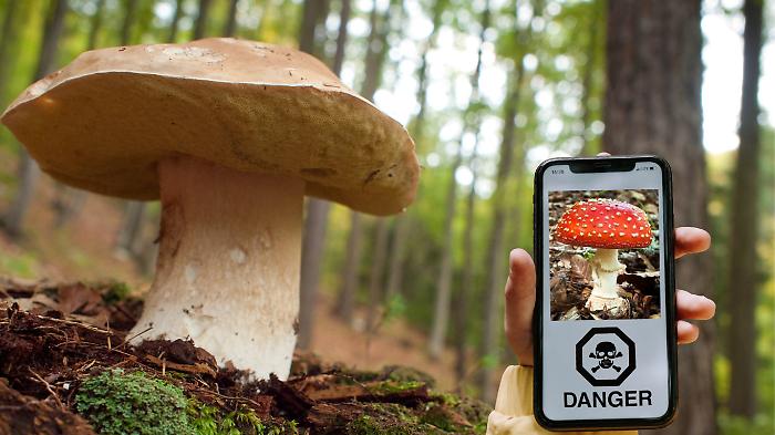 Funghi velenosi, come riconoscerli? Le migliori app da scaricare sul telefono