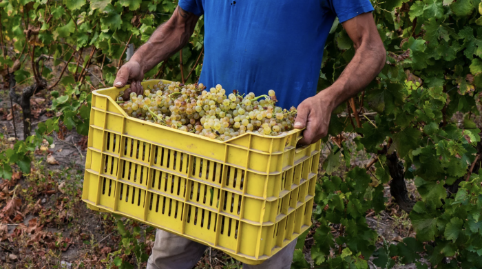 Vendemmia