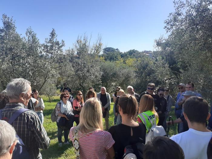 Camminata tra gli olivi