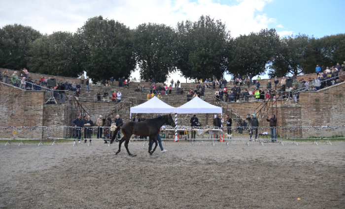 Anglo arabi fortezza