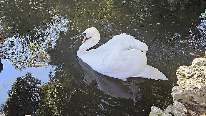 Laghetto cigni Siena