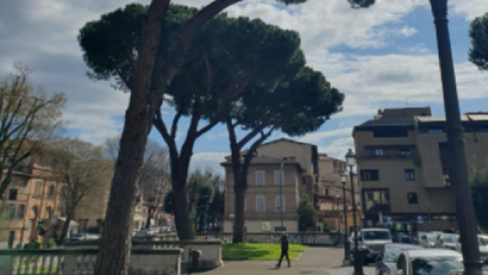 Pini piazza Amendola