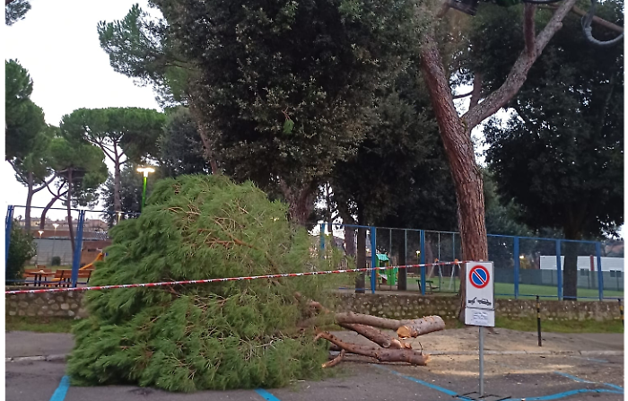 pini tagliati piazza amendola d'armi