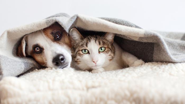 Animali di compagnia