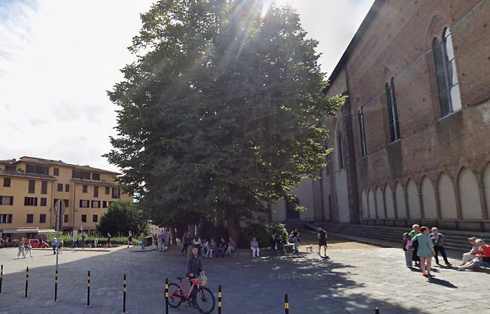 Tiglio di San Domenico