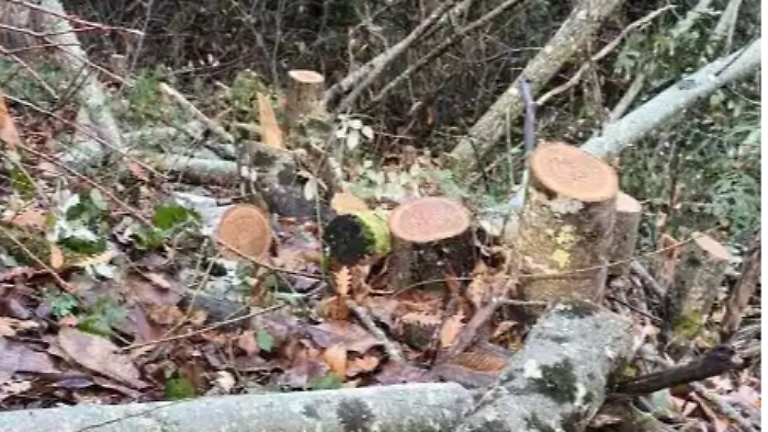 Tagli boschivi