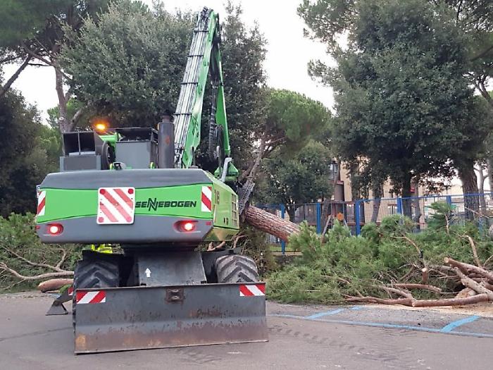 Taglio dei pini in piazza Amendola