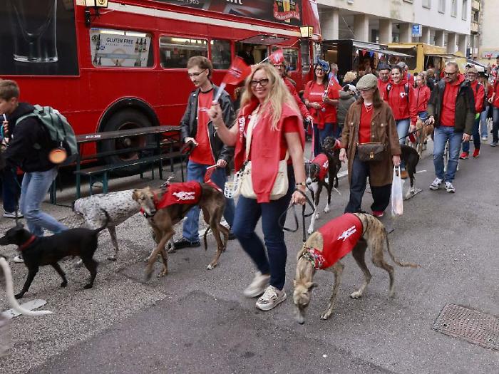 passeggiata con i levrieri